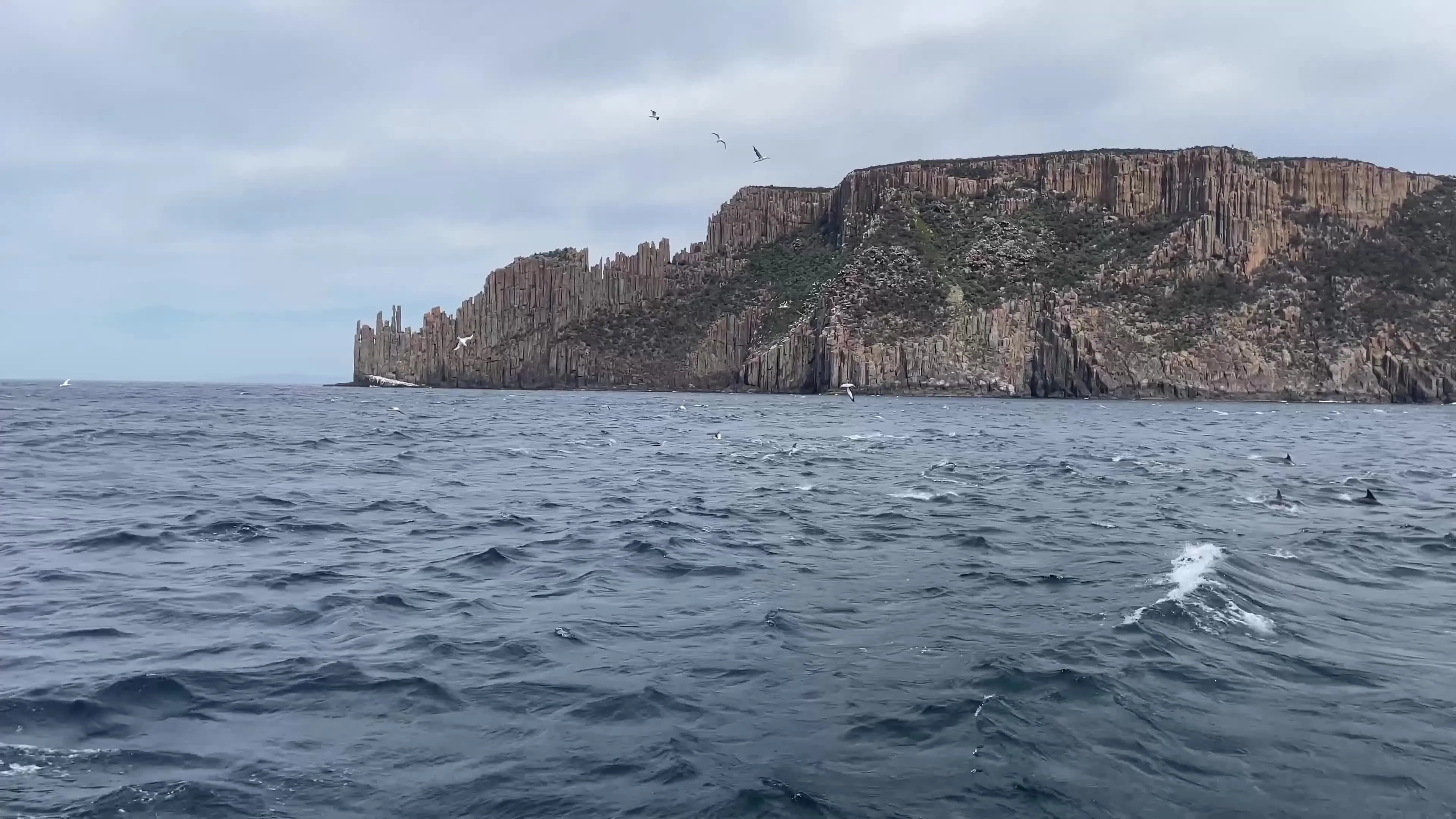 Dolphins, birds and seals in the sea